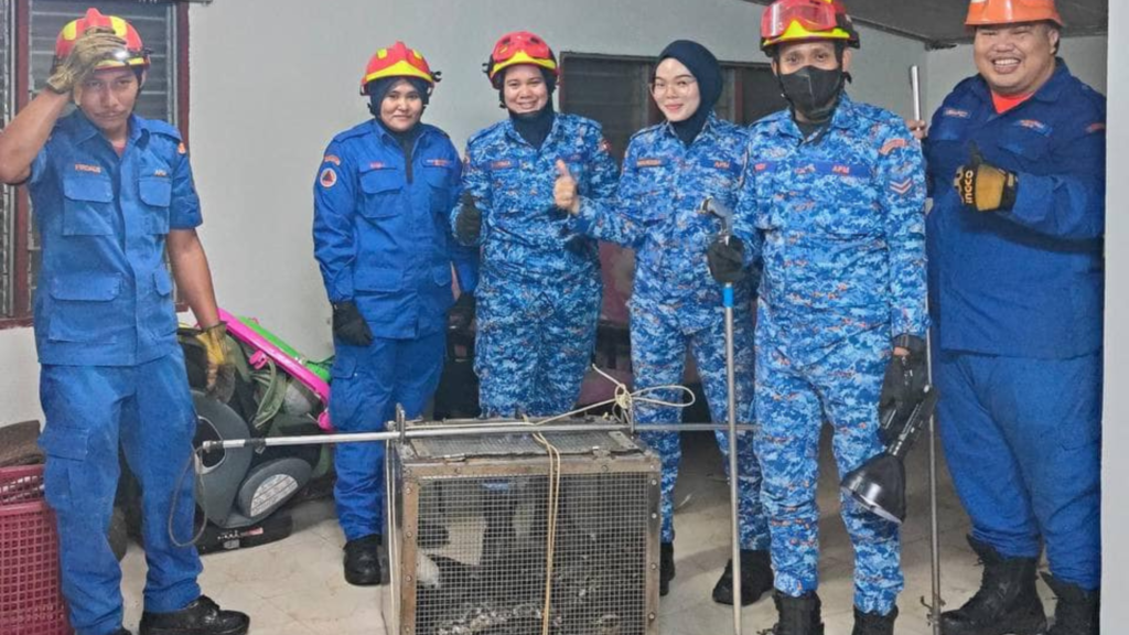 5m Python Falls from Ceiling in Taiping Home