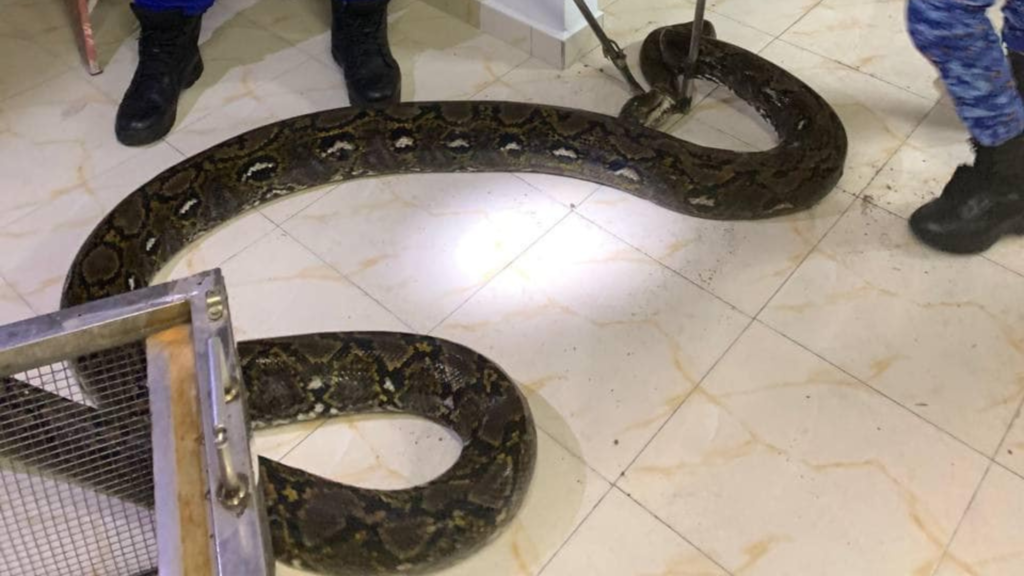 Civil Defence Catches 5m Python in Taiping House