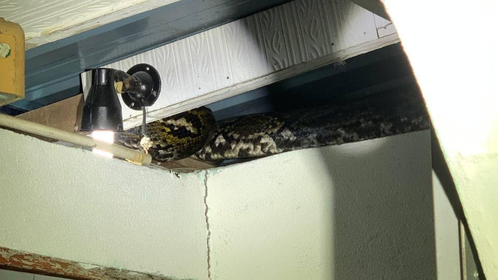 5m Python Falls from Ceiling in Taiping Home